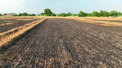 Fields fire burnt barley after blaze wild drought dry flame black earth ground Stock Footage 200354306