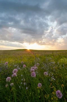 Fields of flowering grass under the evening sky. Foto stock