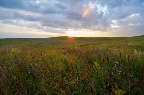 Fields of flowering grass under the evening sky. Foto stock