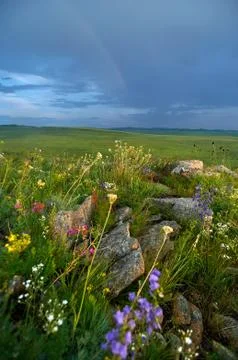 Fields of flowering grass under the evening sky. Foto stock