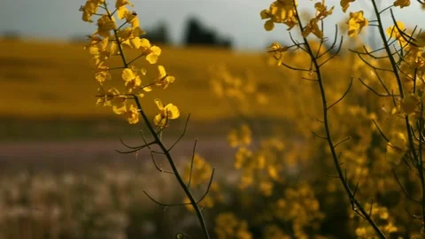 Fields of flowering rapeseed at sunset, yellow fields Stock Footage 208332550