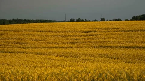 Fields of flowering rapeseed at sunset, yellow fields Stock Footage 208333592