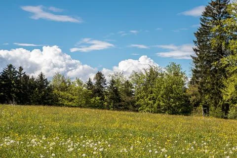 Fields of flowers and meadows and the forest in the background Stock Photos