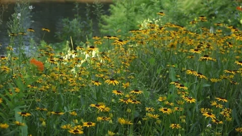 Fields of Flowers Stock Footage 136392290