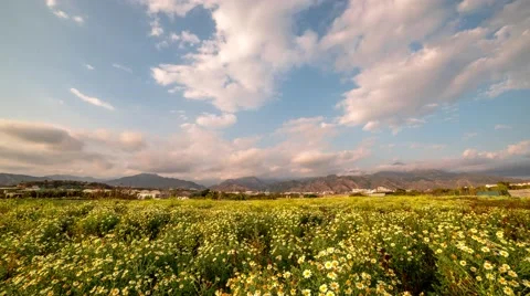 Fields of flowers with mountains timelapse 4k Stock-Footage 54242365