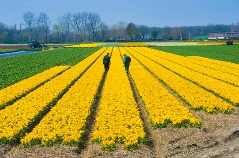 Fields of flowers Stock Photos