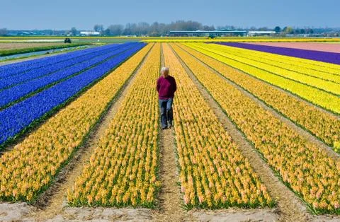 Fields of flowers Stock Photos