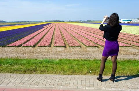 Fields of flowers Stock Photos