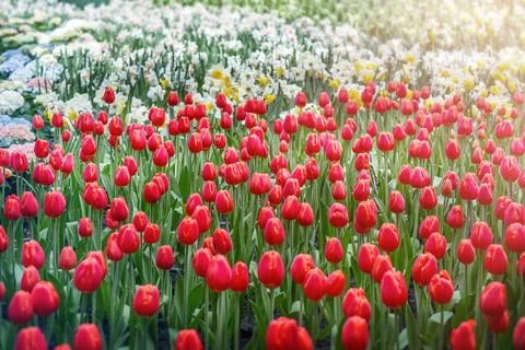 Fields of flowers tulips daffodils Stock Photos