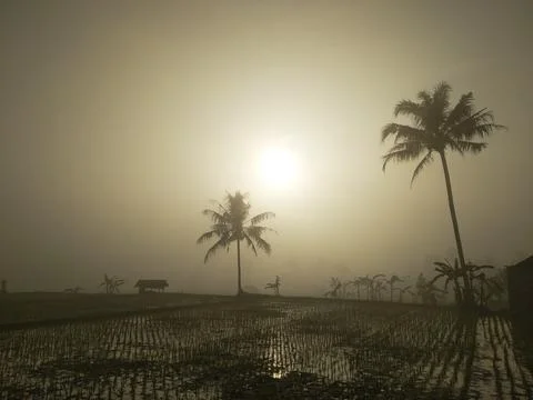 Fields in the fog 写真素材