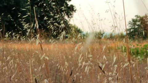 FIELDS Stock Footage 11497112