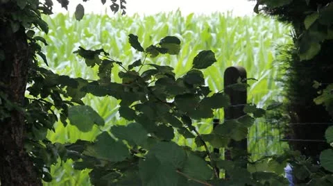 Fields Video stock 12013643