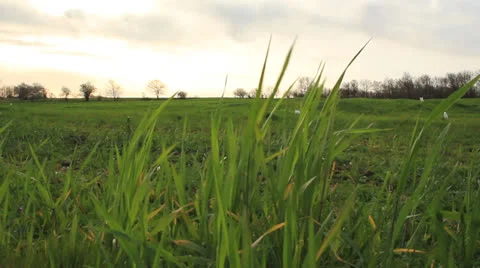 FIELDS Stock Footage 23232162