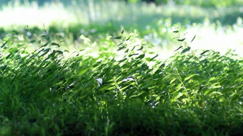 Fields Stock-Footage 26421217