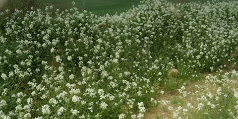 Fields Stock Footage 112924280