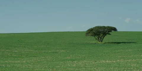 Fields Stock Footage 112927185