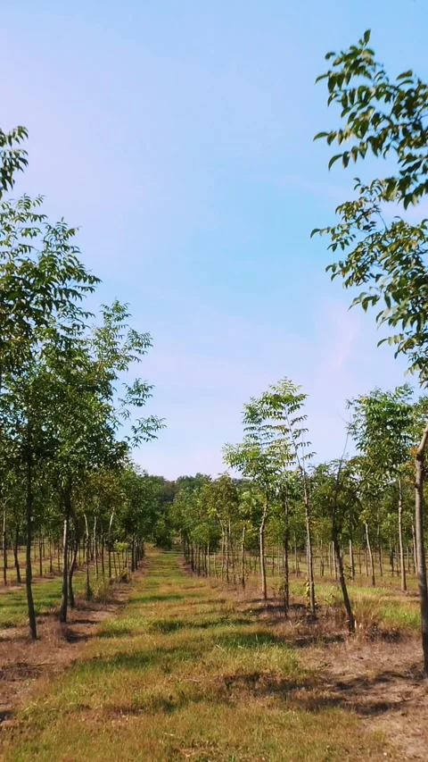 Fields, Forester's unique hybrid nut, designed for the production of a valuable Stock Footage 313234436