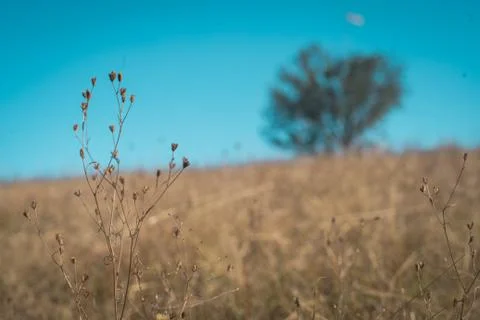 Fields Forever Stock Photos