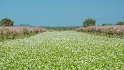 Fields full of buckwheat flowers and trees with beautiful flowers. Stock Footage 155471291