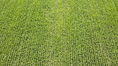 Fields full of corn seen from above.  Vídeos de archivo 94159418