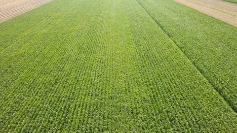 Fields full of corn seen from above.  Stock Footage 94159489