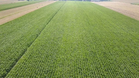 Fields full of corn seen from above.  Video stock 94159497