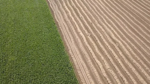 Fields full of corn seen from above.  Stock Footage 94159747