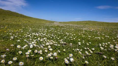 Fields full of daisies in the green grass, Scotland Stock-Fotos