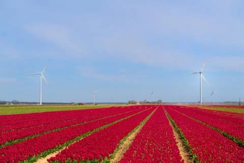 Fields full of Dutch tulips Stock Photos