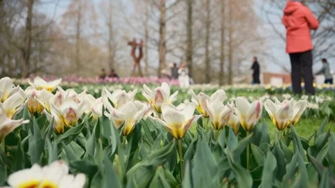 Fields full of flowers Stock Footage 315211034