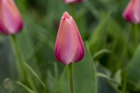 Fields full of pink tulips in New Jersey Stock Photos