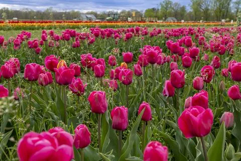 Fields full of pink tulips in New Jersey Stock Photos