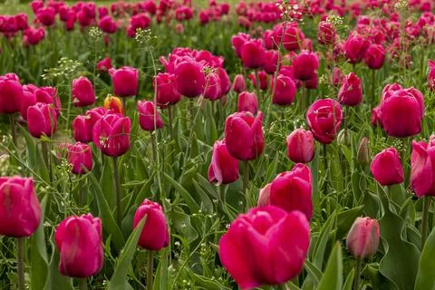 Fields full of pink tulips in New Jersey Stock Photos