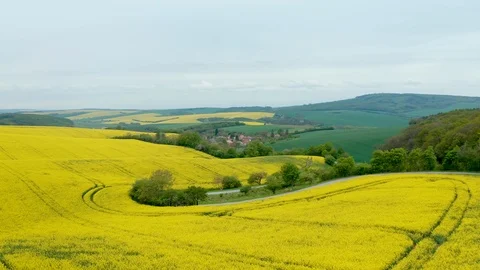 Fields full of rape Stock Footage 111929473