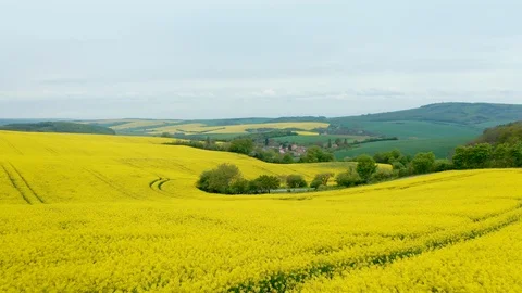 Fields full of rape Stock Footage 111929658