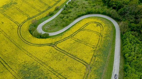 Fields full of rape Stock Footage 111929810