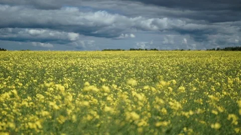 Fields full of yellow rapeseed flowers for canola oil production 動画素材 98104515