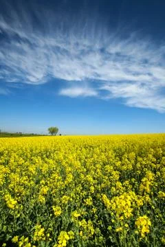 Fields in Germany Stock Photos