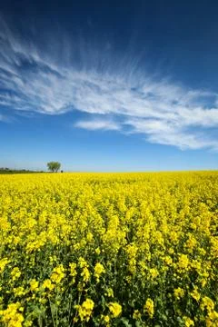 Fields in Germany Stock Photos