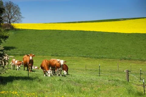 Fields in Germany Stock Photos