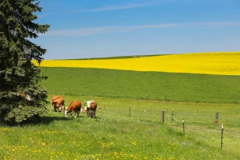 Fields in Germany Stock Photos
