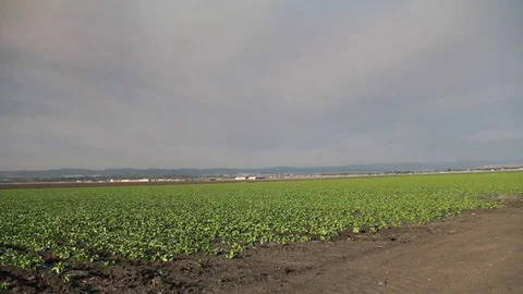 Fields on gloomy day Stock Footage 109208500
