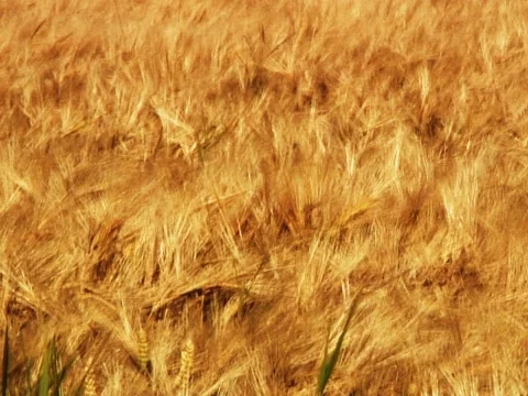 Fields of Gold 1 Stock Footage 489905