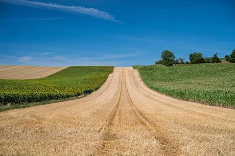Fields of Gold and Green Stock Photos
