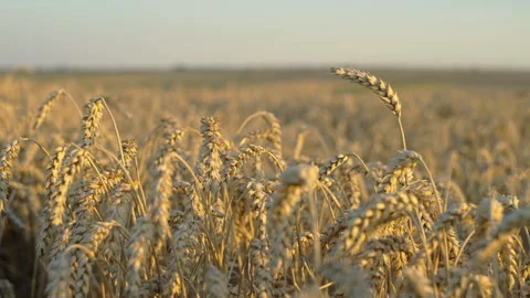 Fields of Gold: Captivating Wheat Crop with Grains Swaying on Farm Field Stock Footage 254560897