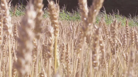 Fields of gold 库存影片 32847420