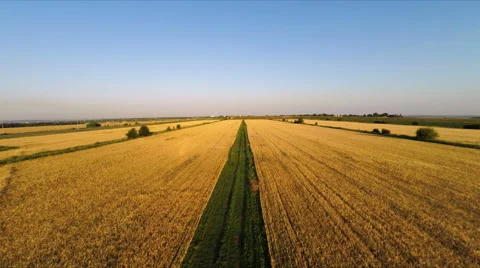 Fields Of Gold Stock Footage 52066674
