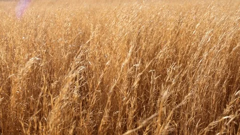 Fields of Gold 스톡 동영상 87925300