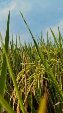 Fields of Gold  A Glimpse of Harvest Stock Photos