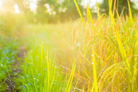 Fields of gold Stock Photos